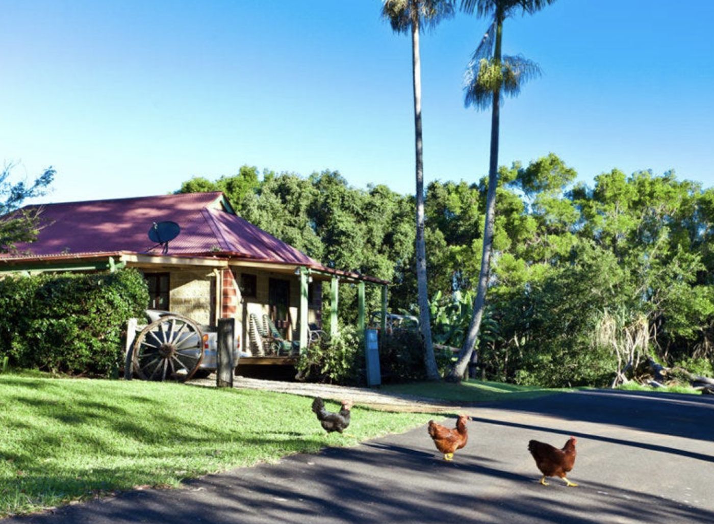 Free-range chickens beside the farm shed