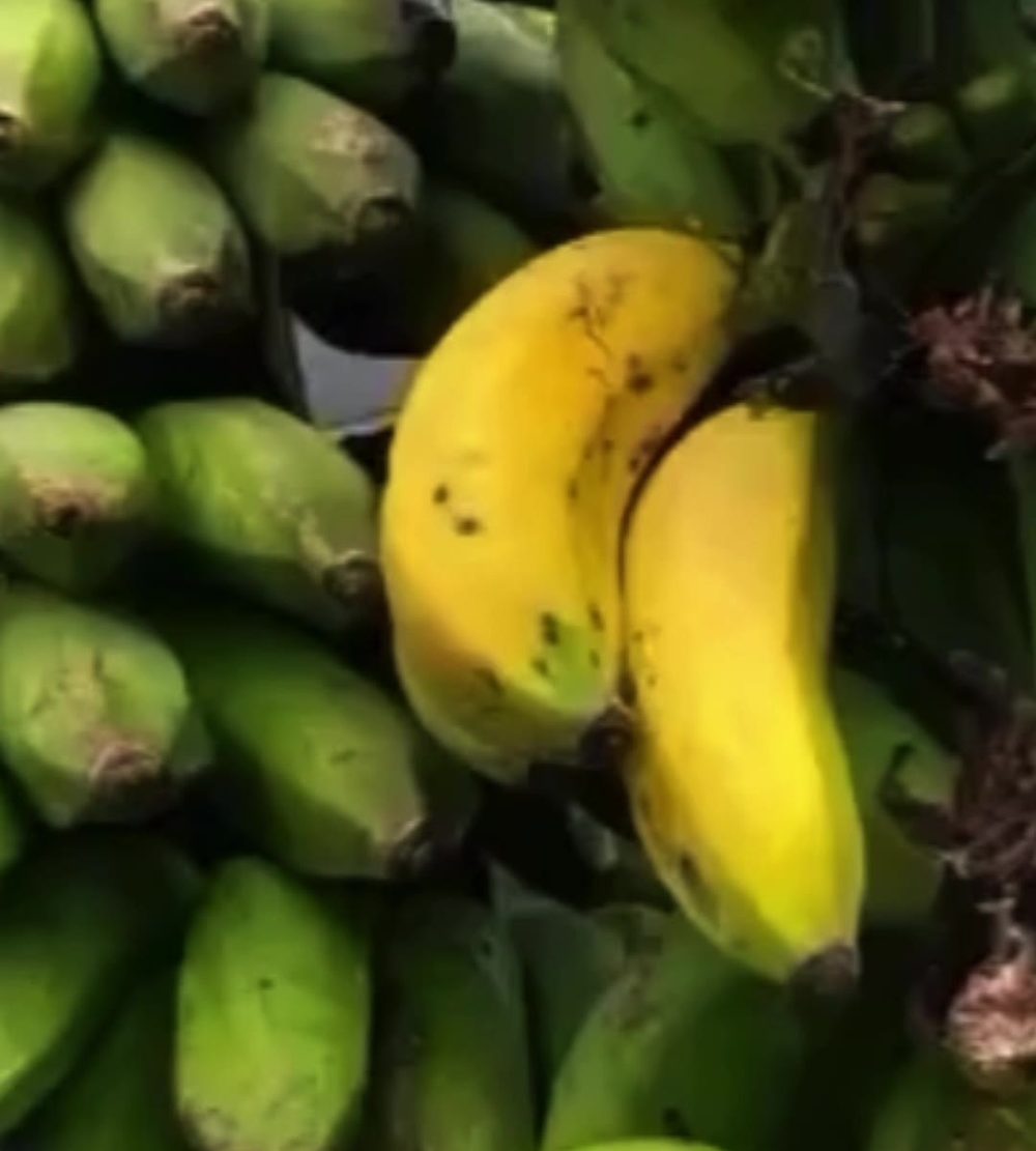Bananas ripening on the bunch