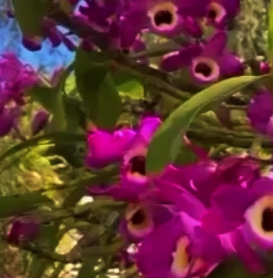 Orchids flowering on the property